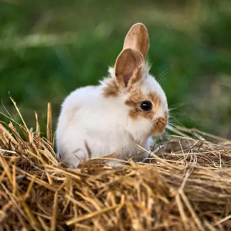 Luxe tent Hesselgaard Glamping Dalby