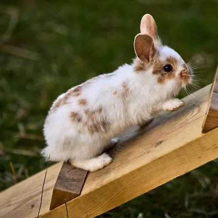 Οργανωμένο κάμπινγκ Hesselgaard Glamping Dalby