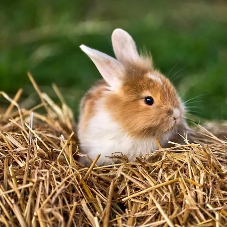 Οργανωμένο κάμπινγκ Hesselgaard Glamping Dalby