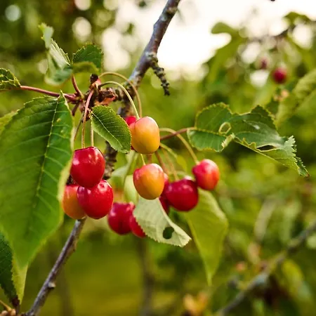 Hesselgaard Glamping * Dalby