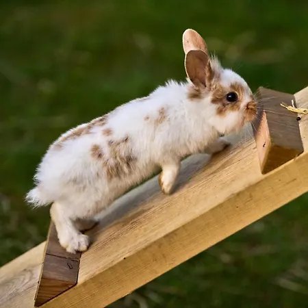 Hesselgaard Glamping Οργανωμένο κάμπινγκ Dalby