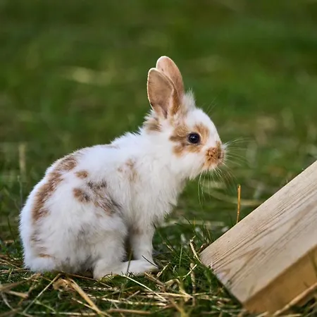 Hesselgaard Glamping