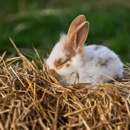 Hesselgaard Glamping 럭셔리텐트