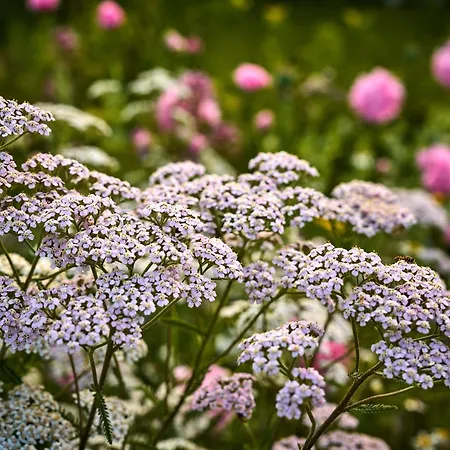 Hesselgaard Glamping Οργανωμένο κάμπινγκ *