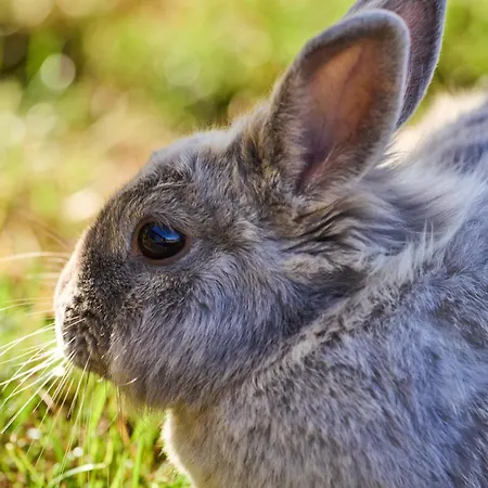 Hesselgaard Glamping 달비