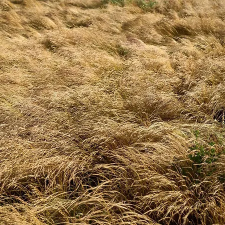 Οργανωμένο κάμπινγκ Hesselgaard Glamping Dalby