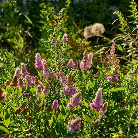 Hesselgaard Glamping Dalby